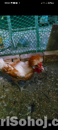 ব্রাহামা,সিল্কি,পুলিশ কেপ মুরগি,বাচ্চাও বীজ ডিম